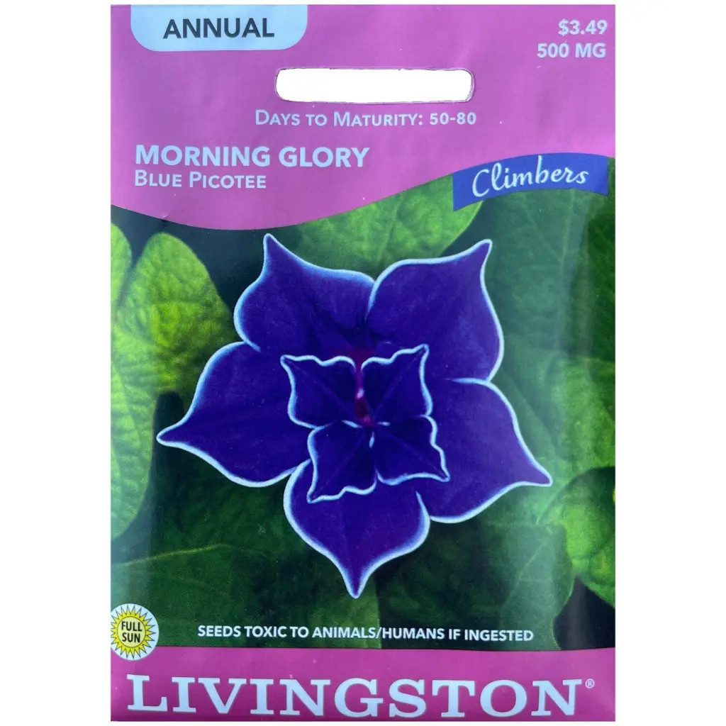 Livingston Seed Morning Glory Blue Picotee 500 mg - Striking Blue and White Annual Vine Seeds