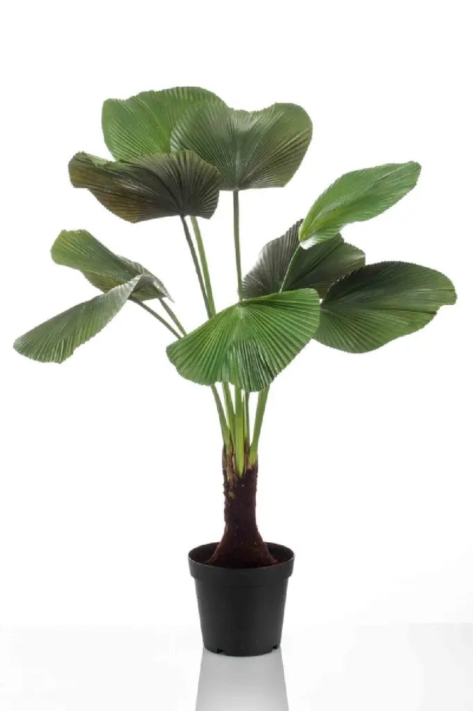 Artificial Ruffled Fan Palm Emerald Licuala Tropical Houseplant