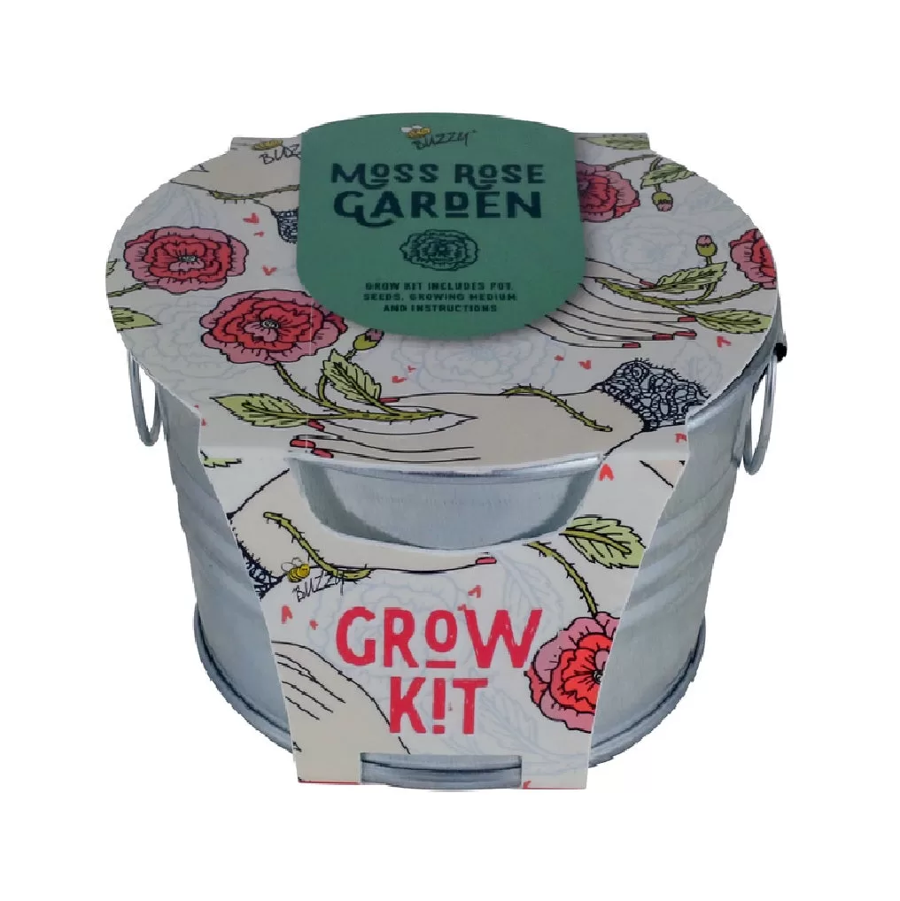 Buzzy 96585 Succulent Moss Rose Grow Kit Mini Desktop Garden
