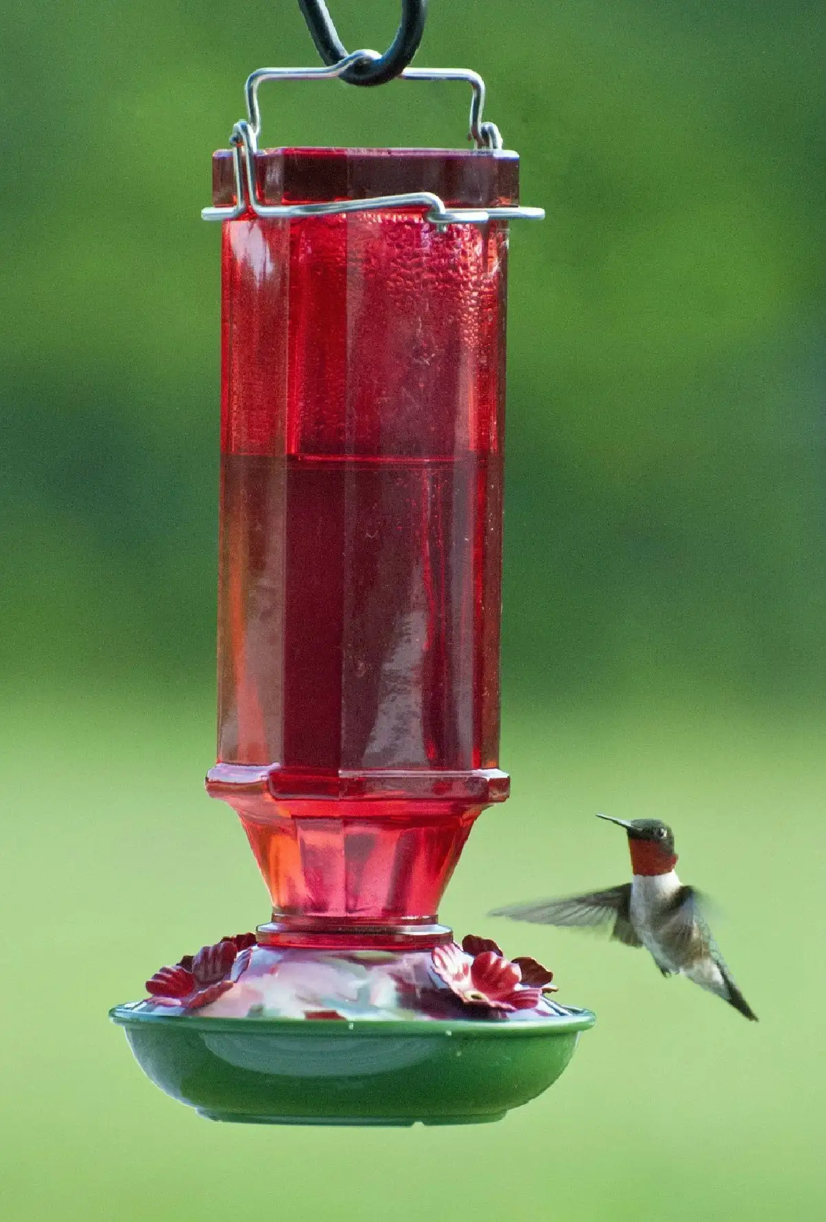 Audubon Vintage Square Hummingbird Bird Feeder 16 Oz Ruby Red Garden Decoration