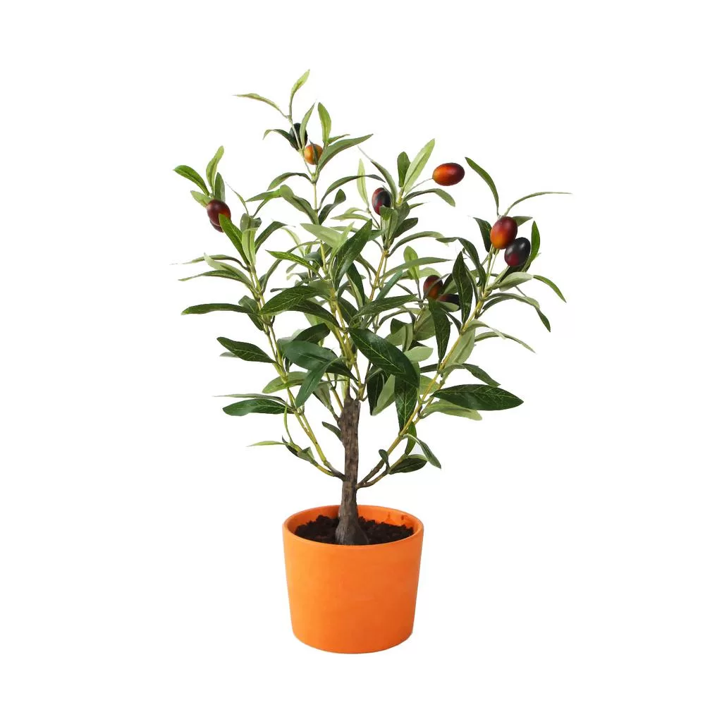 Flora Bunda 18 Olive Tree Orange Terracotta Clay Pot Home Decor